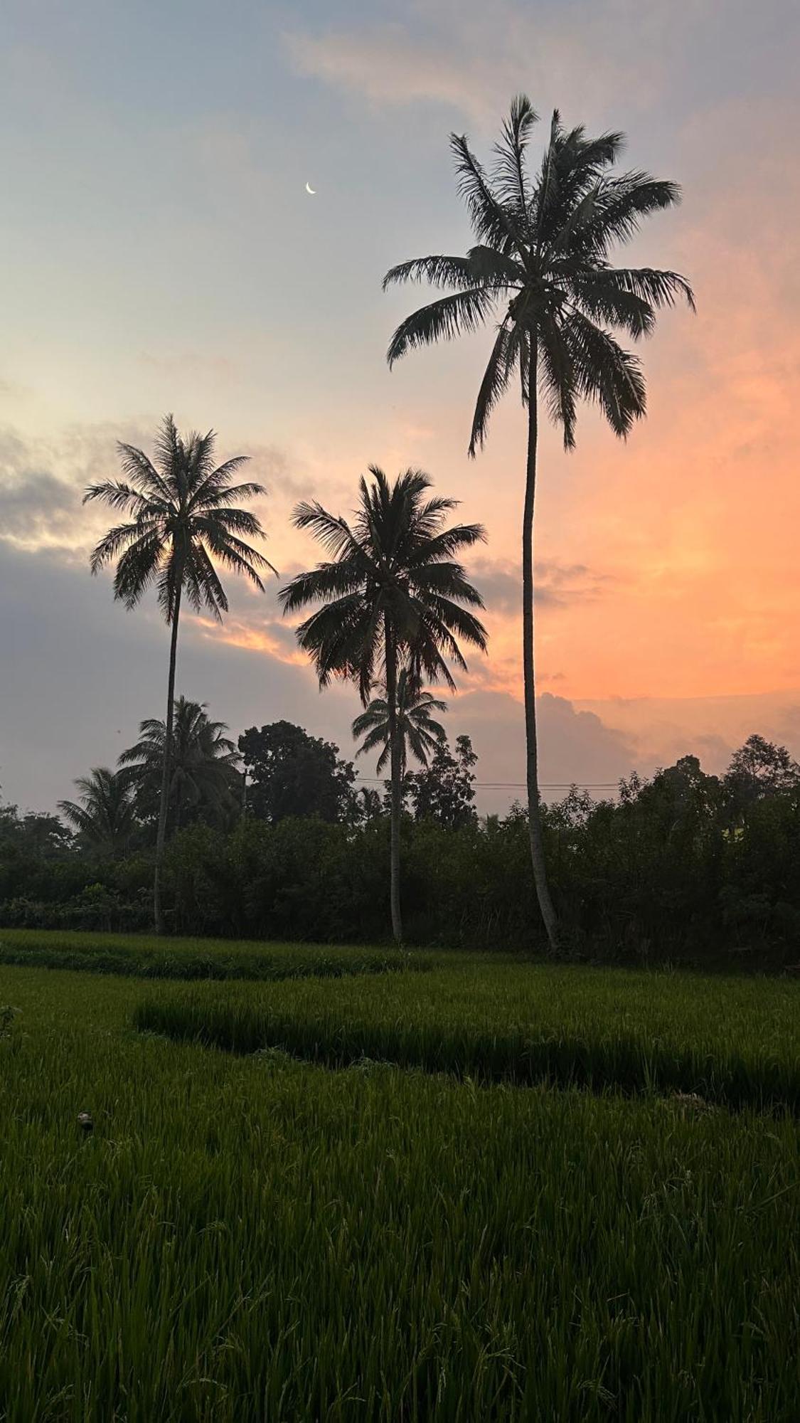 Rice Field Inn - Lombok Tetebatu Exterior foto