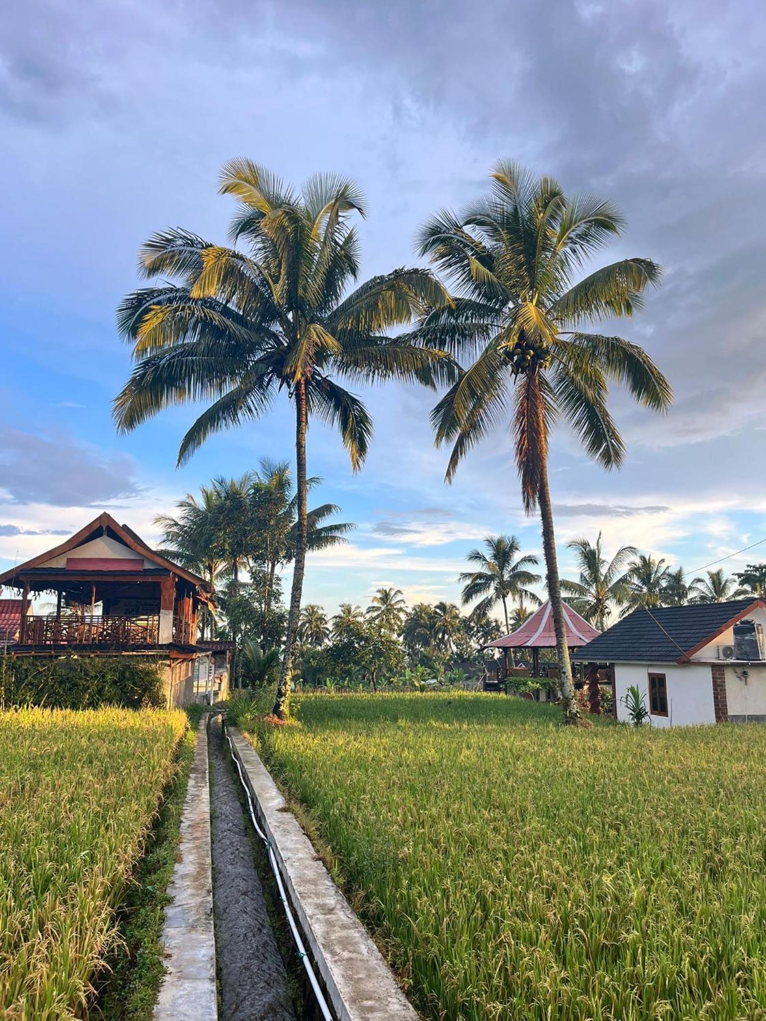 Rice Field Inn - Lombok Tetebatu Exterior foto