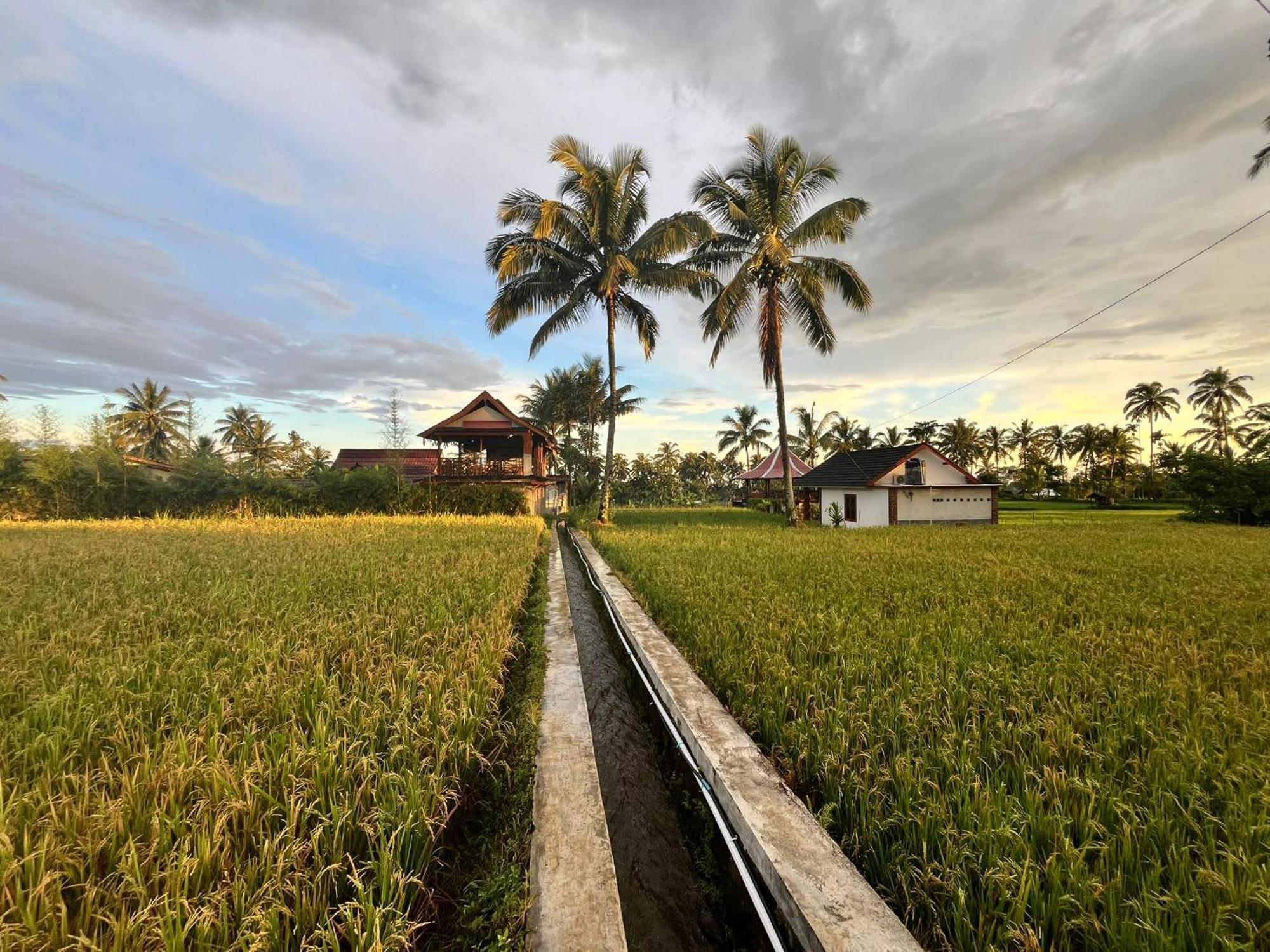 Rice Field Inn - Lombok Tetebatu Exterior foto